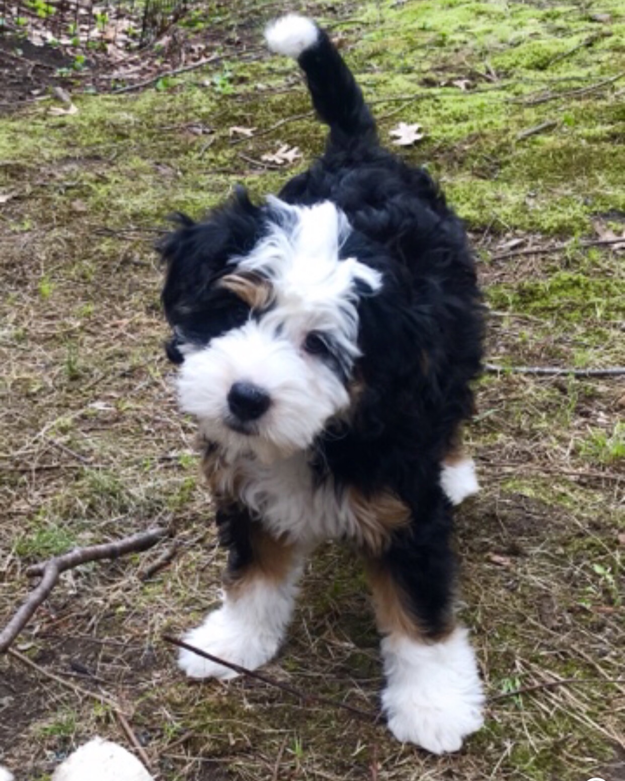 toy bernedoodle puppies for sale