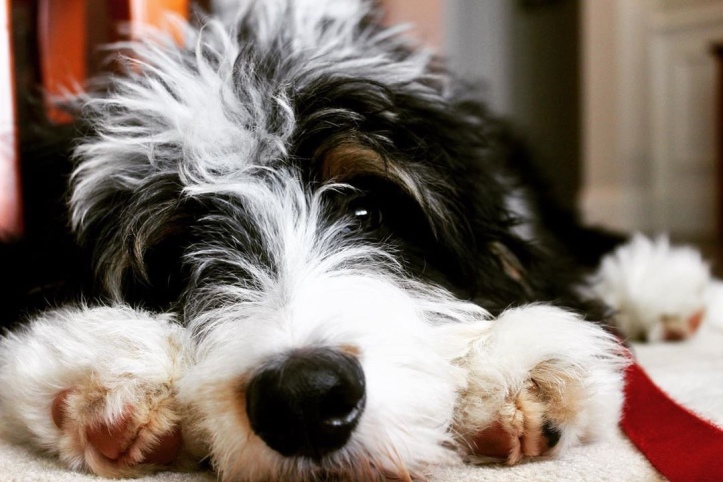 5 Things to Know About Bernedoodle Puppies - Greenfield Puppies